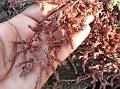 Tiny-Flower Knotweed